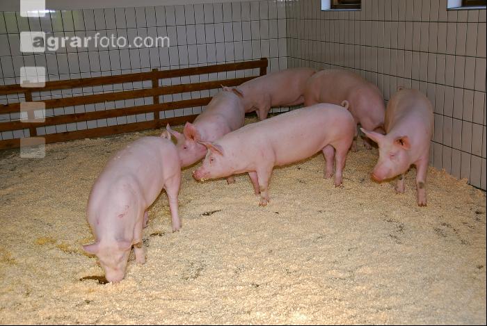 Edelschwein Sauen  20