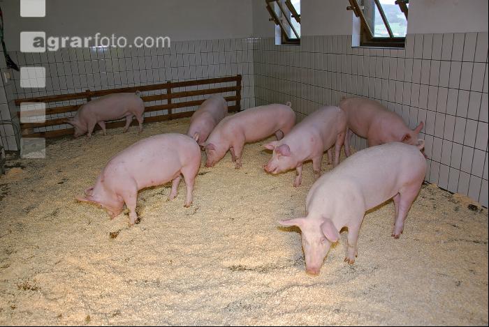 Edelschwein Sauen  21