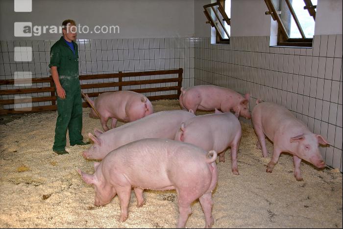 Edelschwein Sauen  23