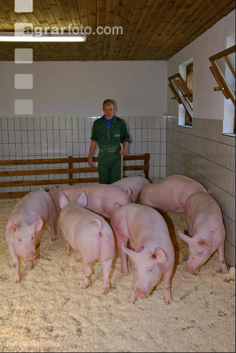 Edelschwein Sauen  26