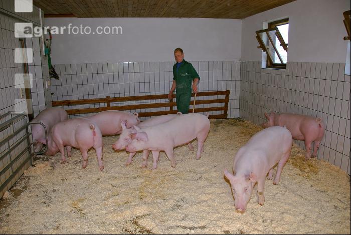 Edelschwein Sauen  28