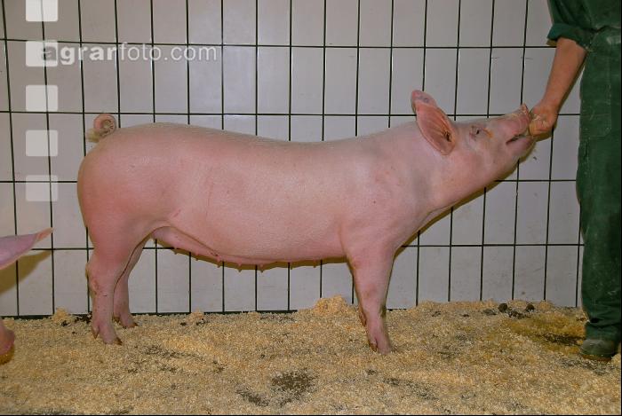 Edelschwein Sauen  34