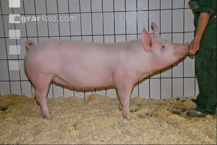 Edelschwein Sauen  35