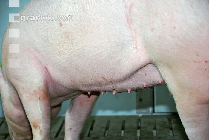 Edelschwein Stall 32