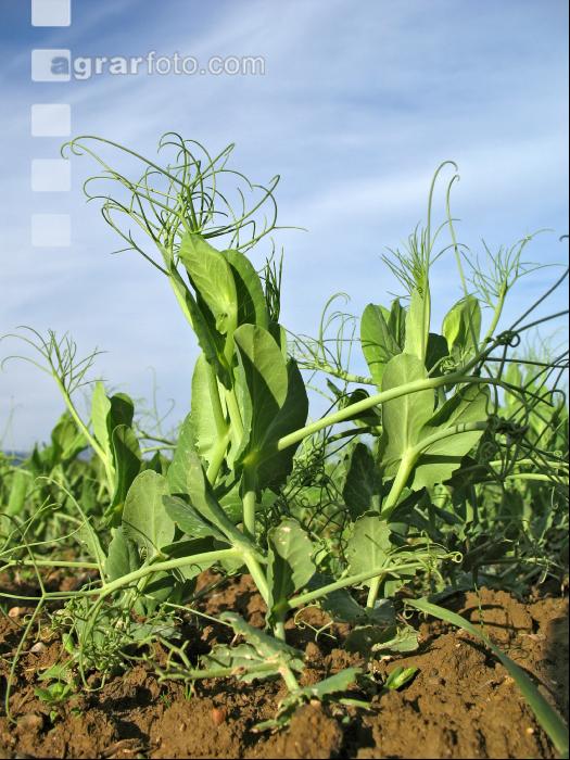 Erbse 13