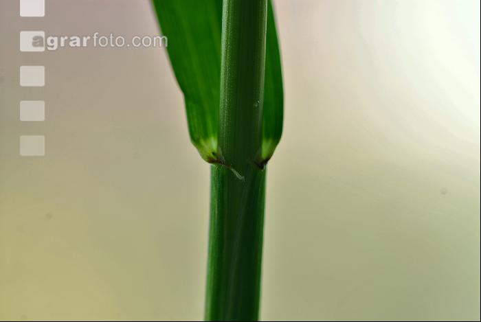 Triticale Blattöhrchen 2