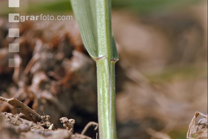 Triticale Blattöhrchen 1