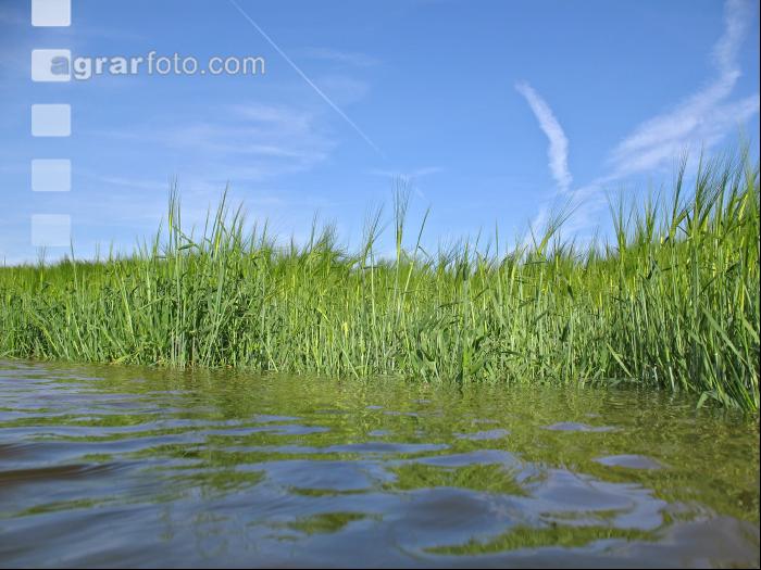 Gerste Hochwasser 3