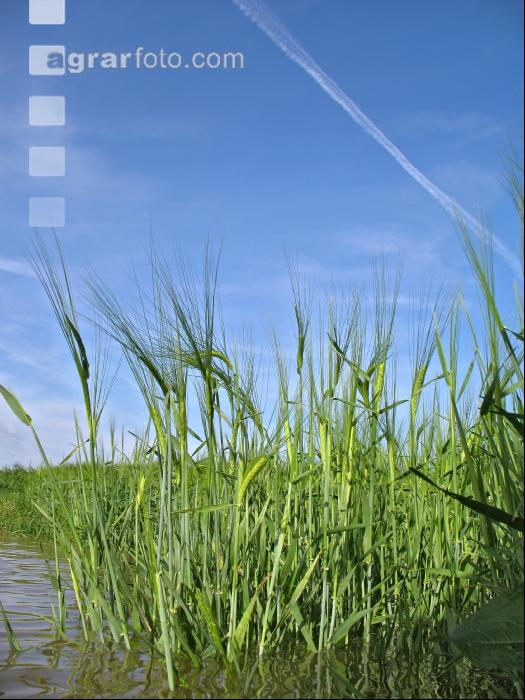 Gerste Hochwasser 2