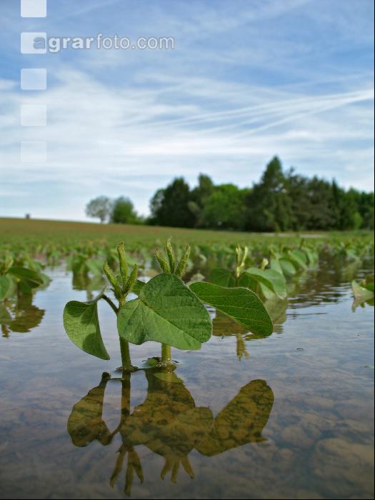 Soja Wasser 6