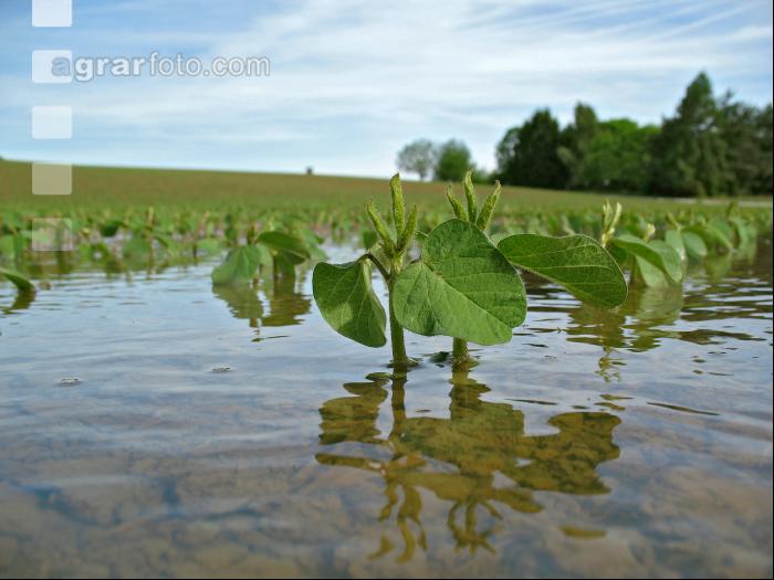 Soja Wasser 7