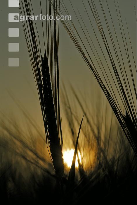 SoUntergang Gerste 1