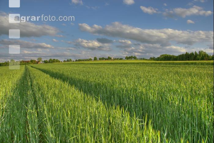 Triticale 2