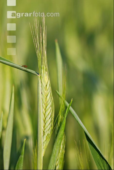 Triticale 4