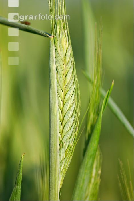 Triticale 5