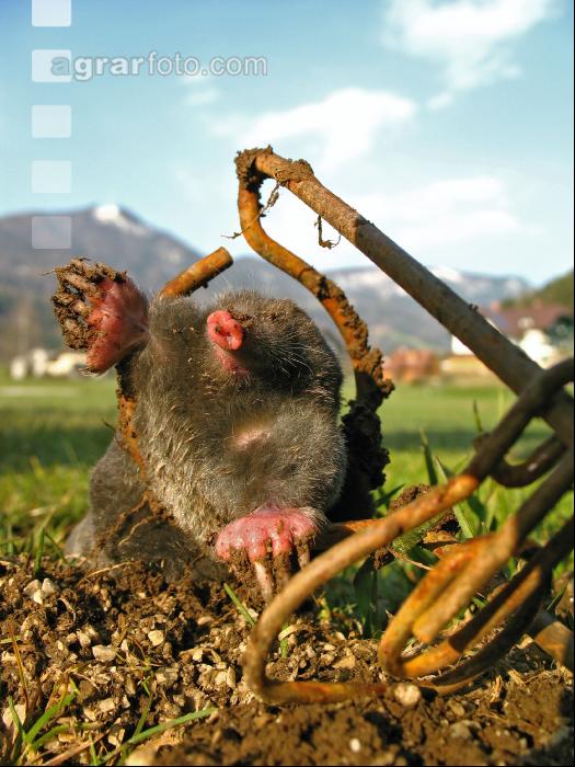 Maulwurffalle 1