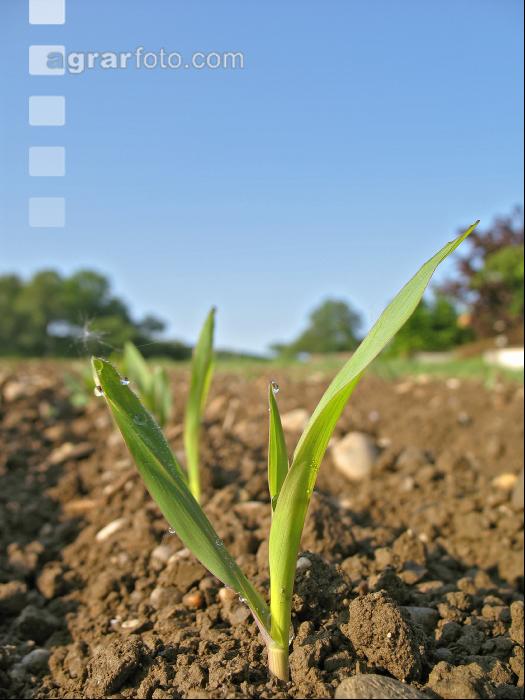 Mais 2 Blatt 1