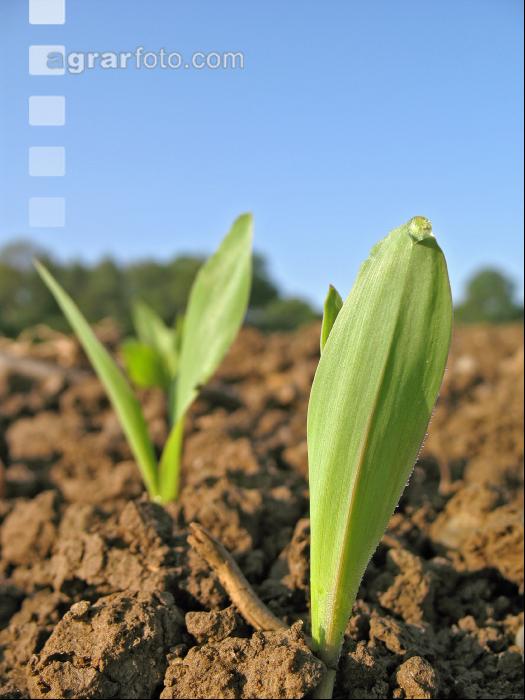 Mais 2 Blatt 4