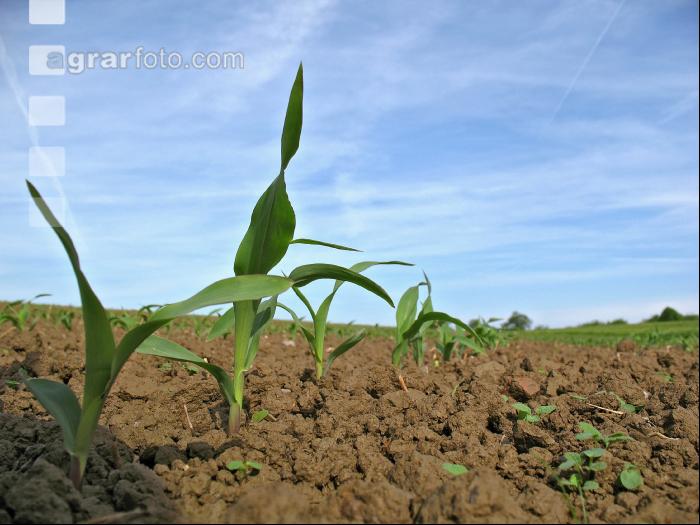 Mais 3 Blatt 5