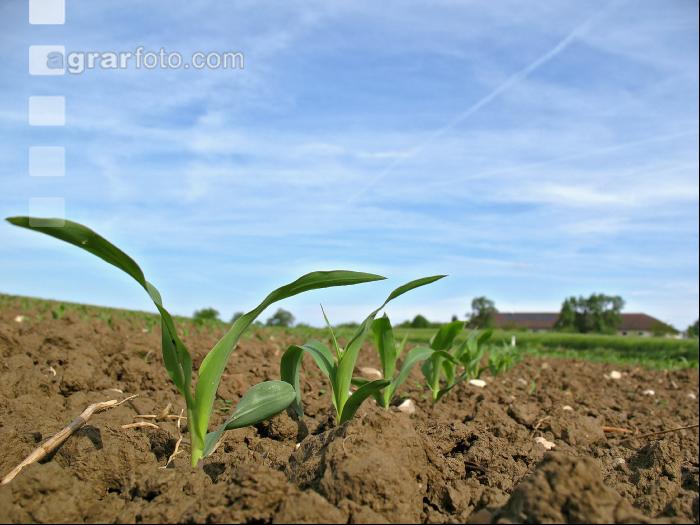 Mais 3 Blatt 2