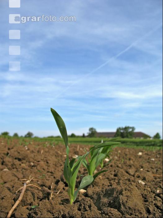 Mais 3 Blatt 4