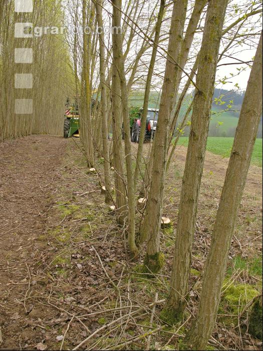 Energieholz Ernte 5