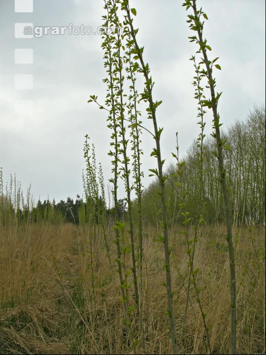 Pappel Energieholz 1