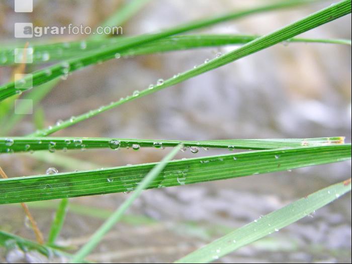 Wassertropfen 2