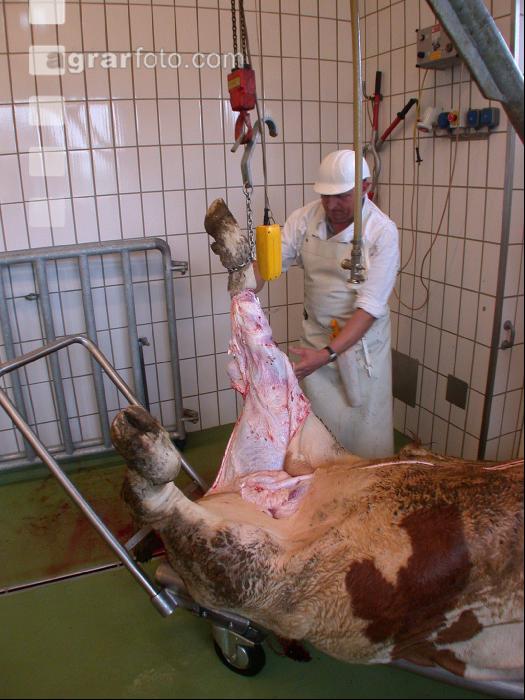 Rind schlachten 40