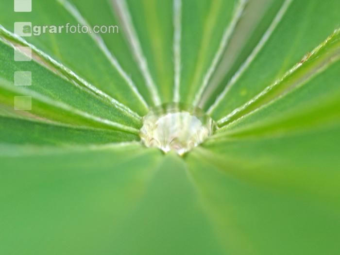Wassertropfen 1