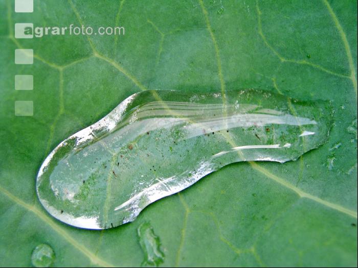 Wassertropfen 3