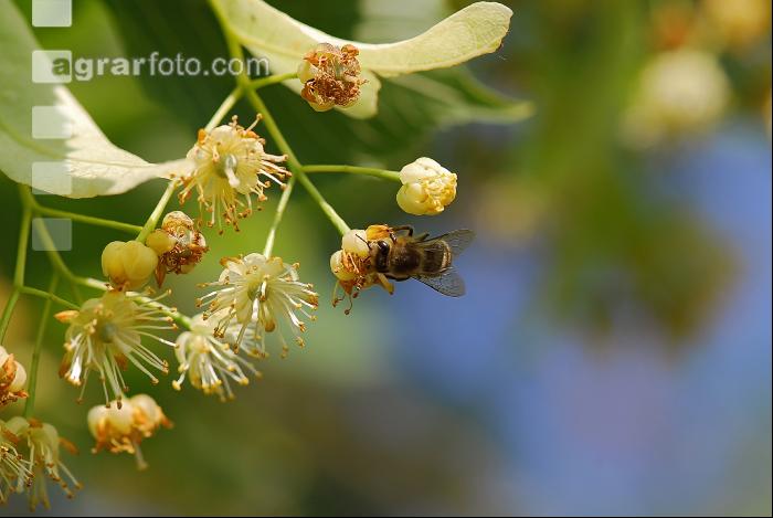 Biene Lindenblüten 1