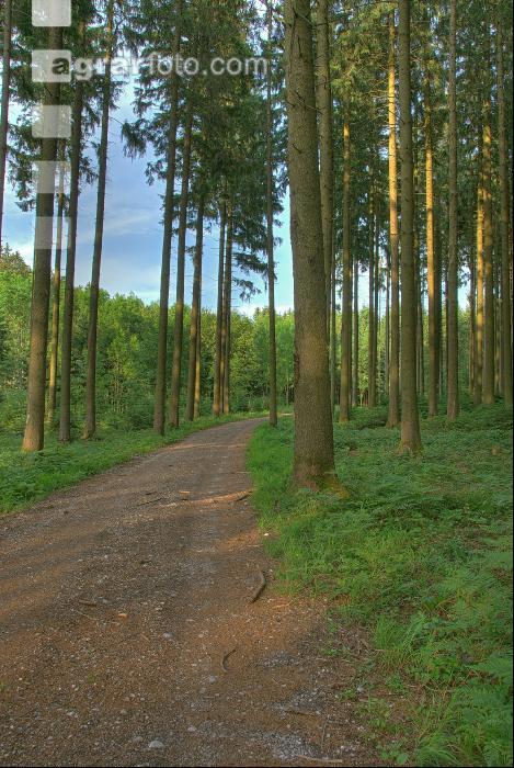 Fichtenwald 3