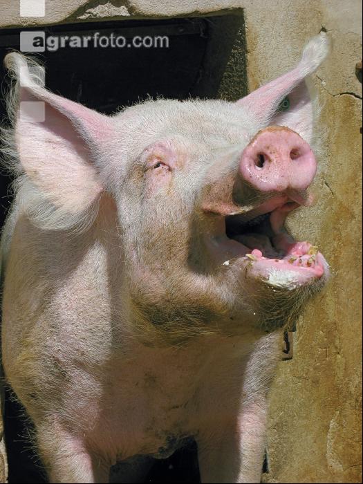 Saubär Showman 3