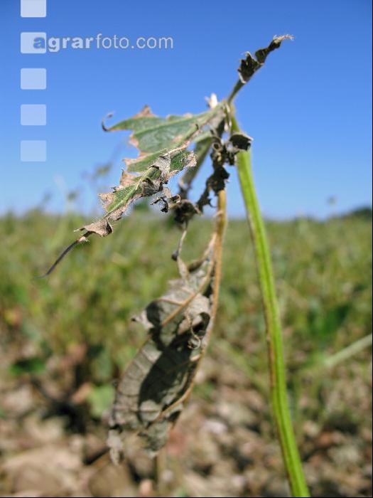 Soja Hagel 1