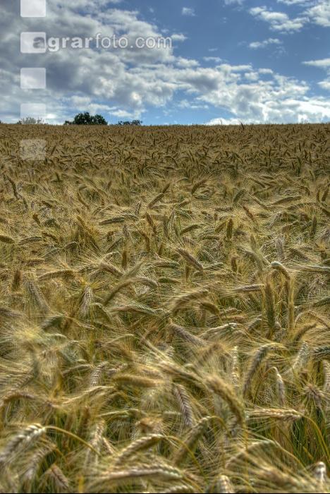 Triticale 3