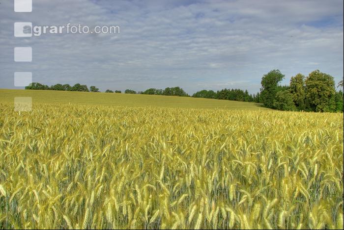 Triticale milchreif 4