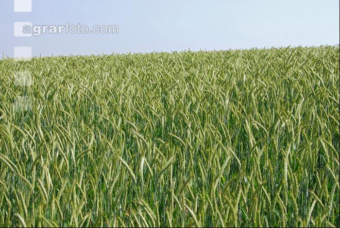 Triticale 8