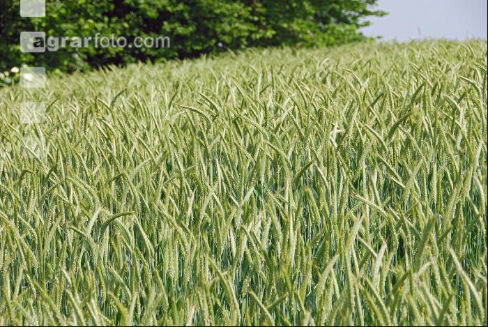 Triticale 9