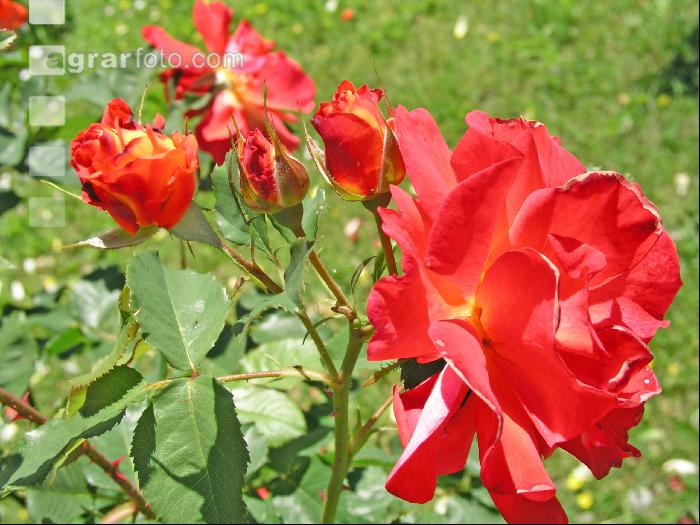 Rose 4