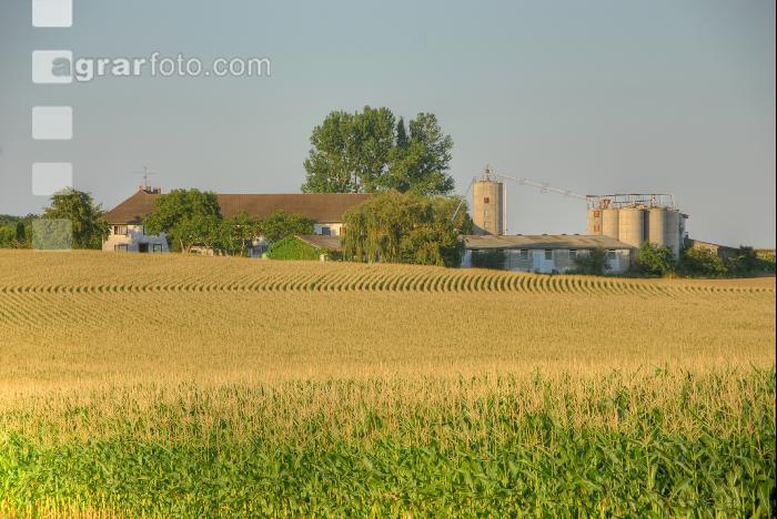 Mais  und Silo 2