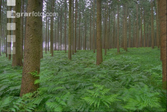 Fichtenwald 7