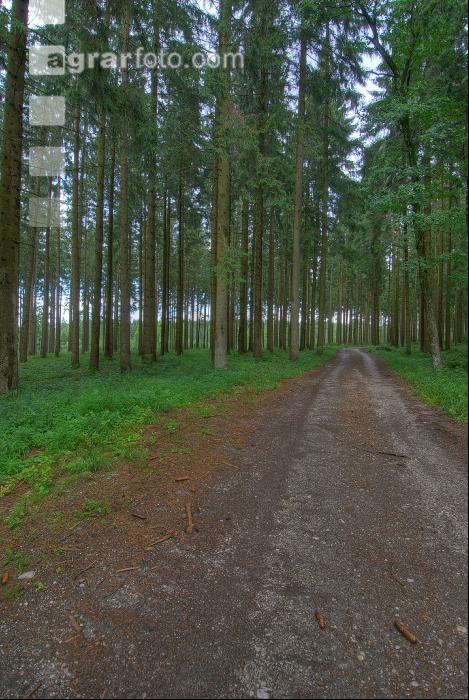 Fichtenwald 23