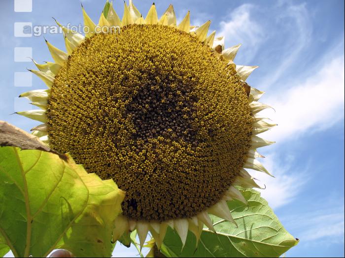 SoBlumen mexen 5