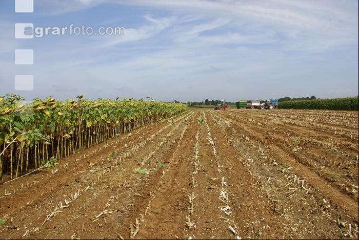 SoBlumen mexen 20