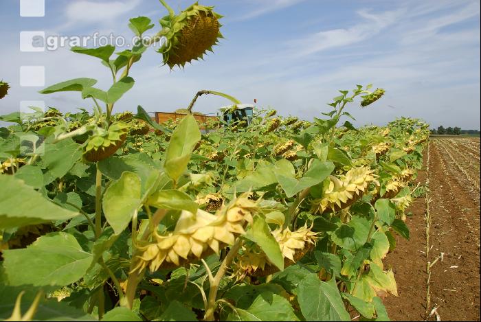 SoBlumen mexen 22