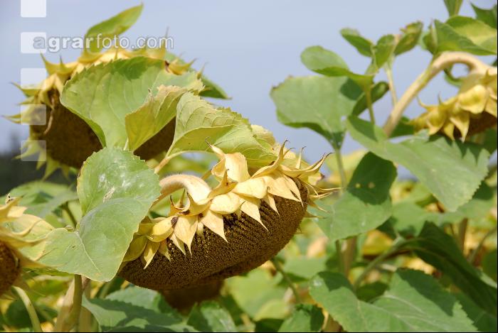 SoBlumen mexen 31