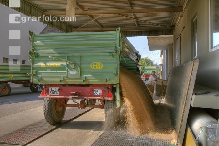 Weizen Ablieferung 38