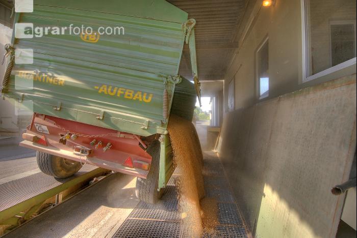 Weizen Ablieferung 45