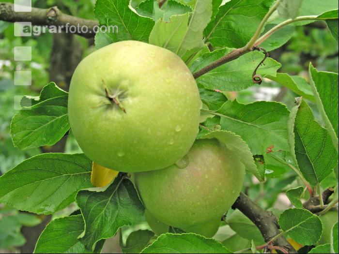 Apfel 7